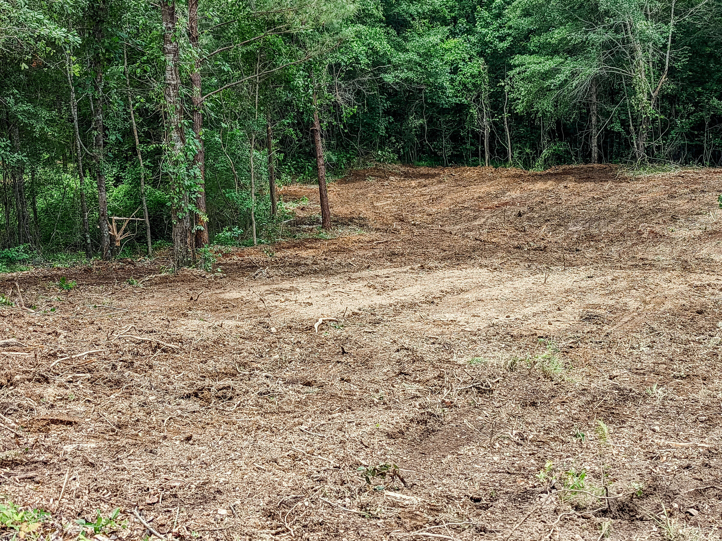 dirt-ground-lined-by-green-trees