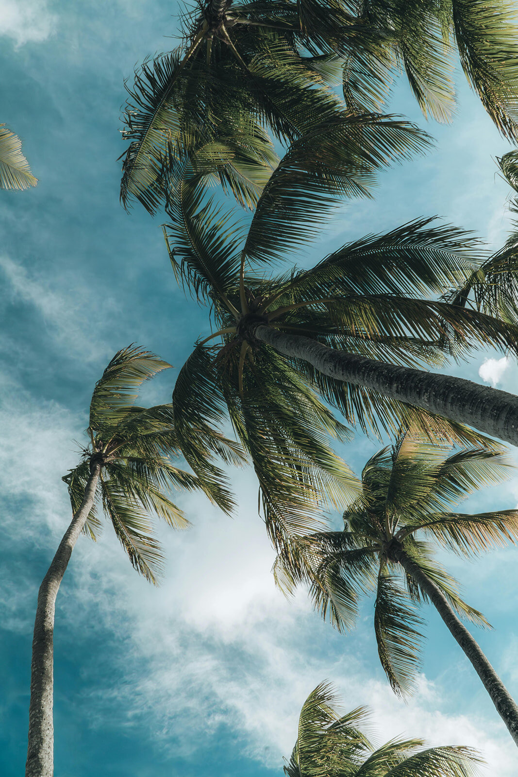 pexels-hoffman11-19354631