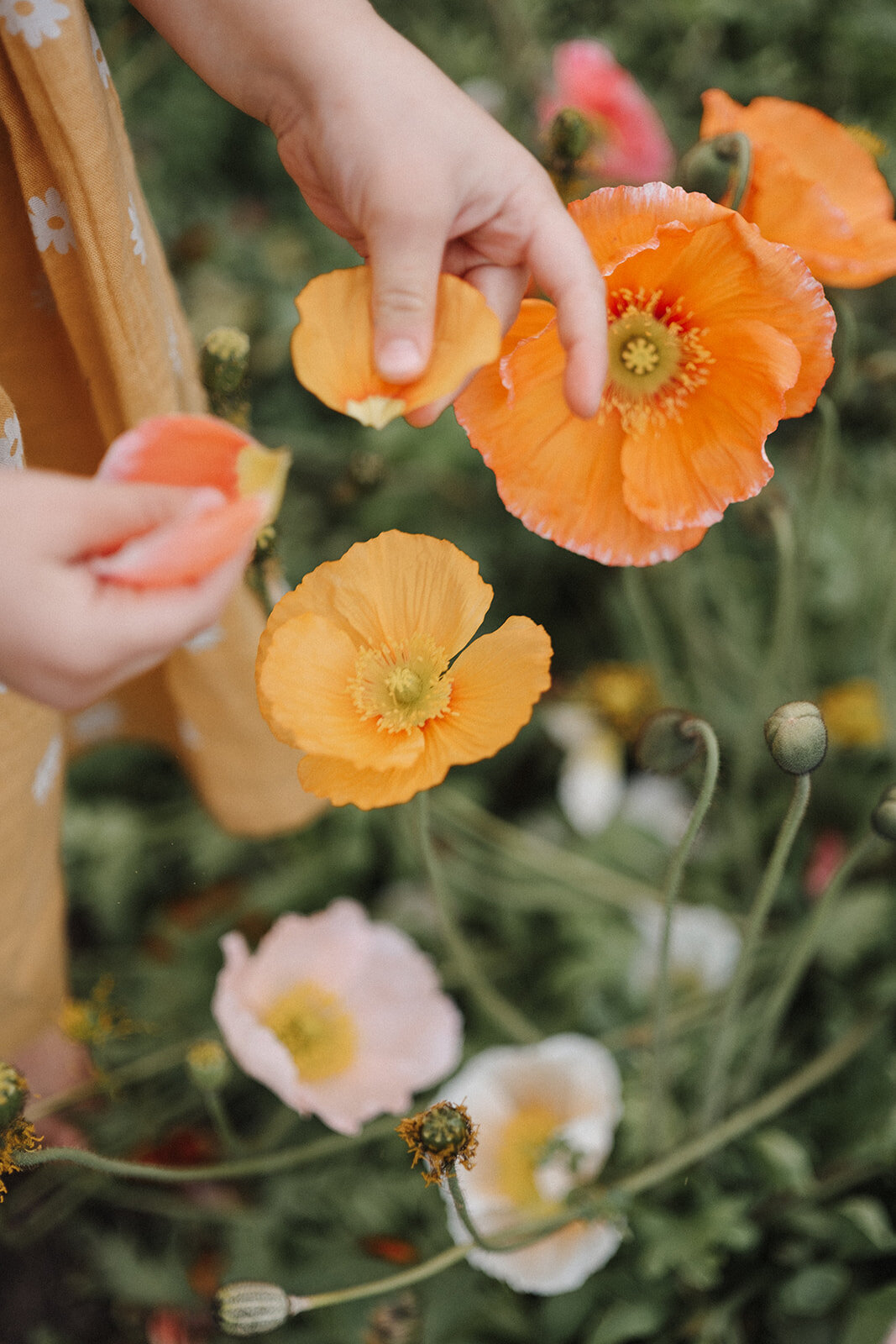 girl picking orange flowers