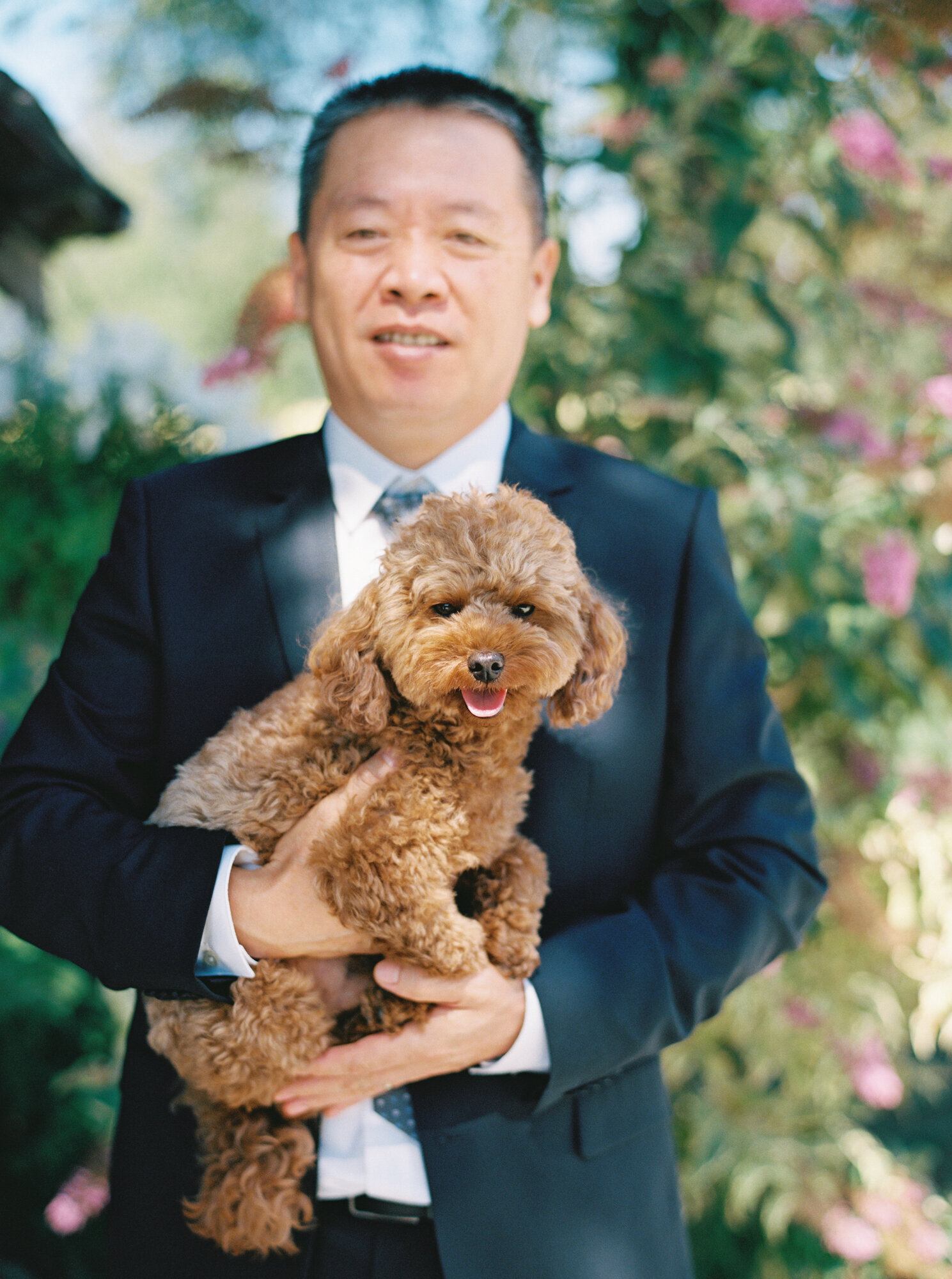 brown Havapoo puppy at wedding
