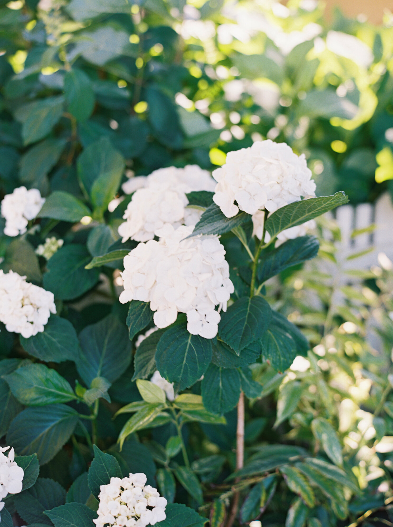 hydrangeas at the kelley farm