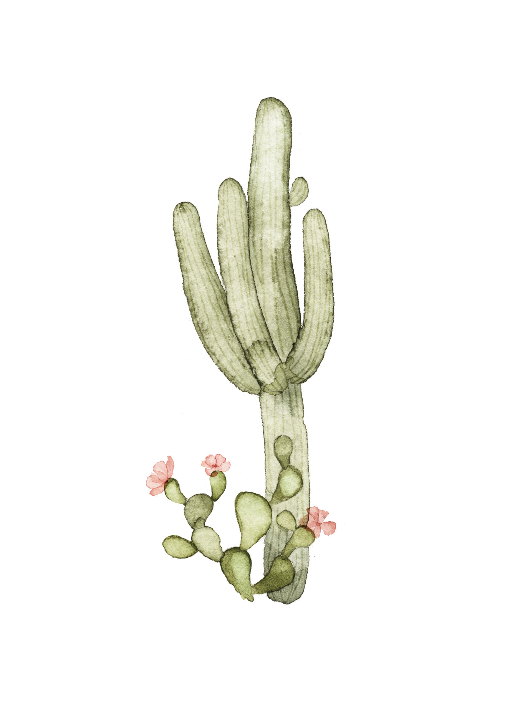Cactus white