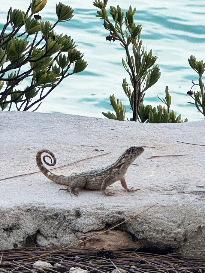 Lizard