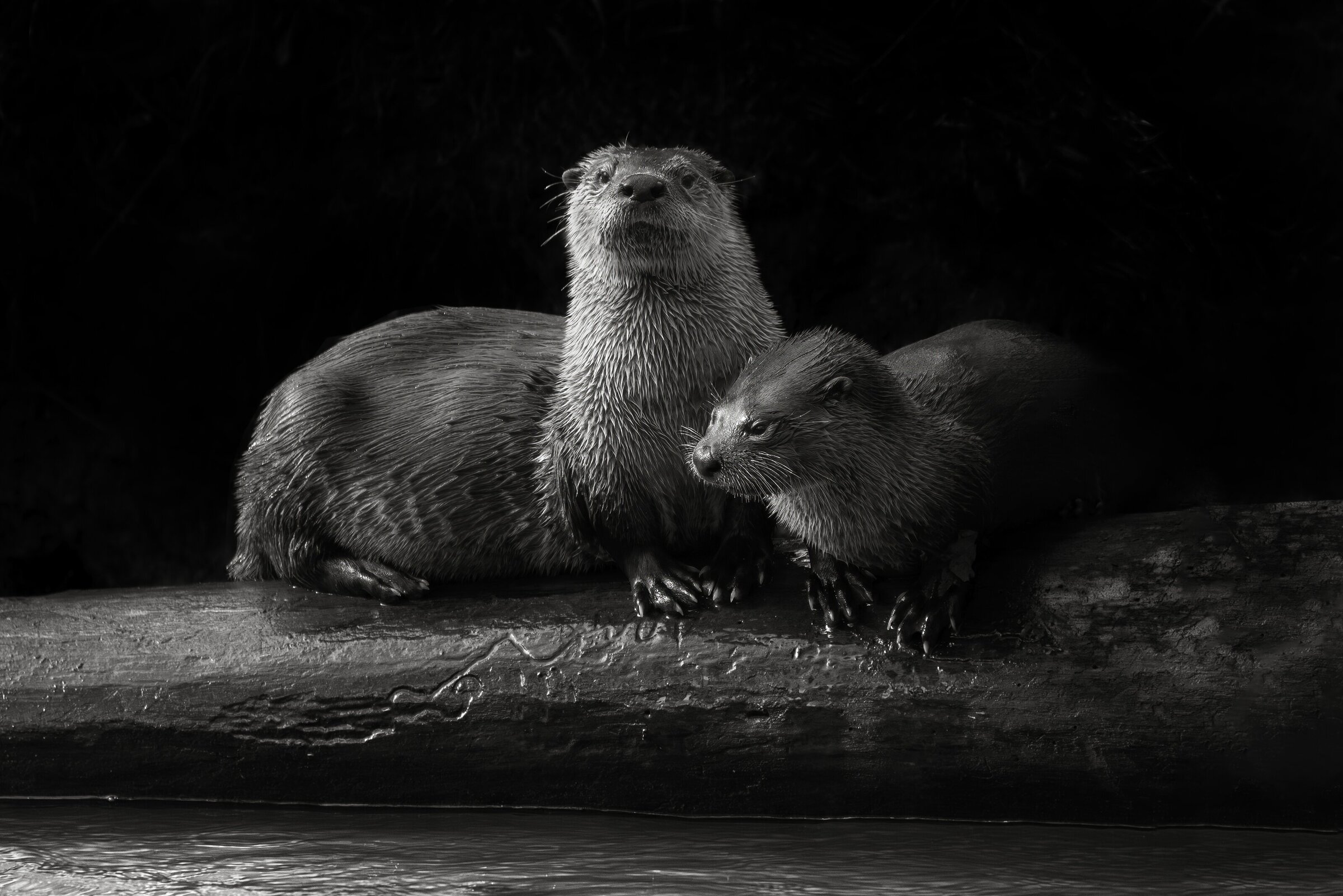 River Otters in Black and White by Michael Kaal Photography 