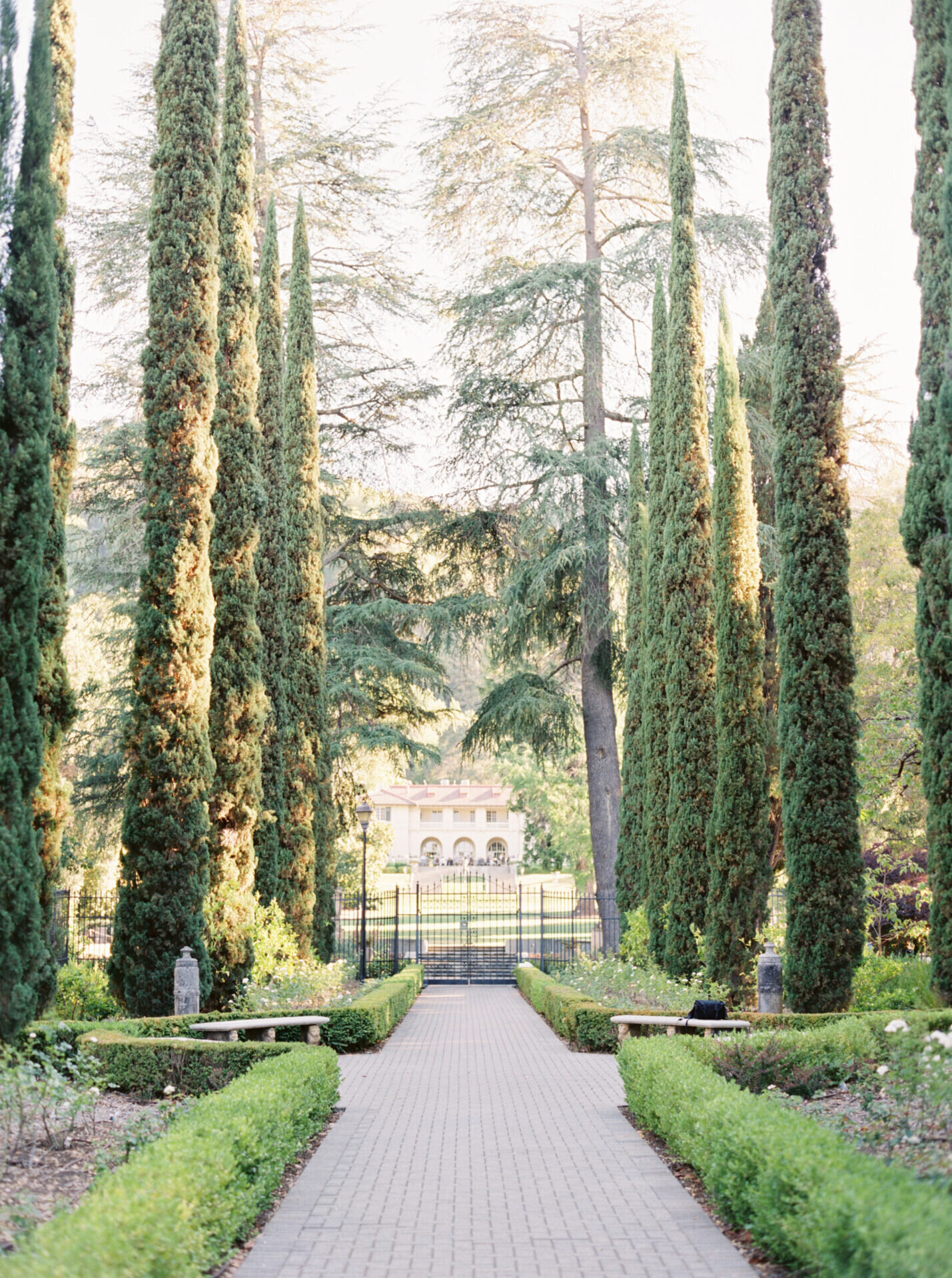 landscape photo of tall Itallian style green hedges