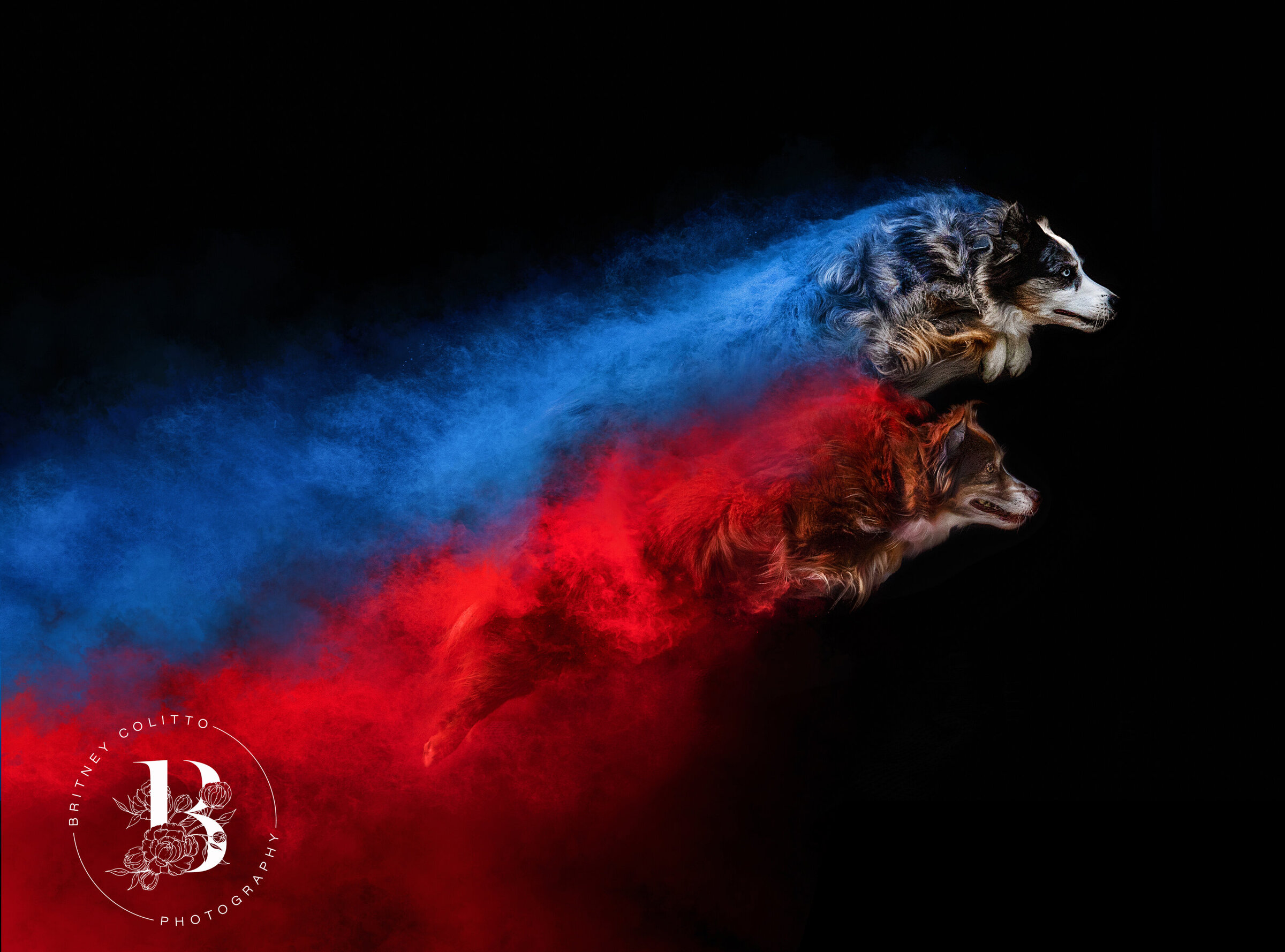 BCP_8667-two dogs-Edit