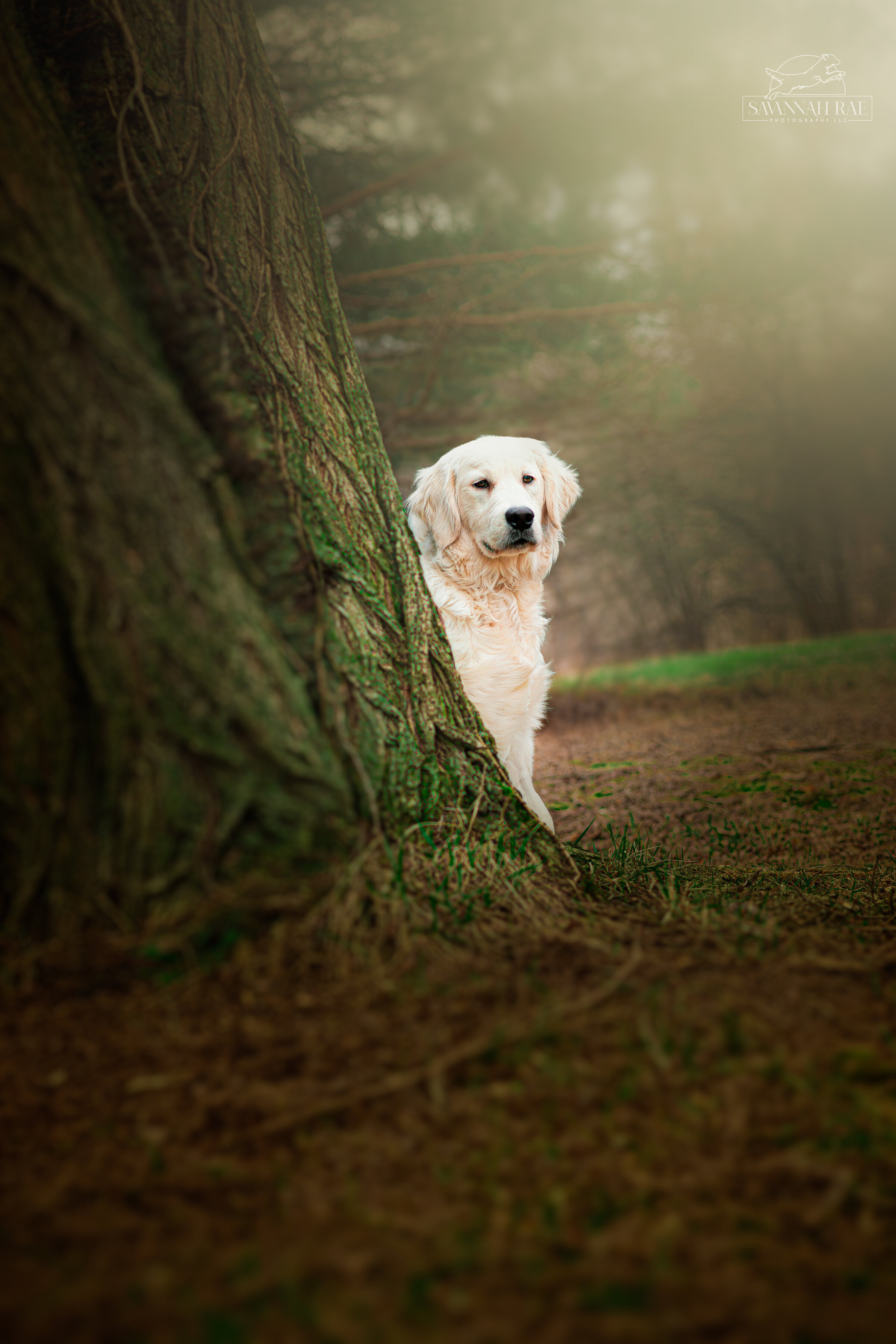 Willow-1