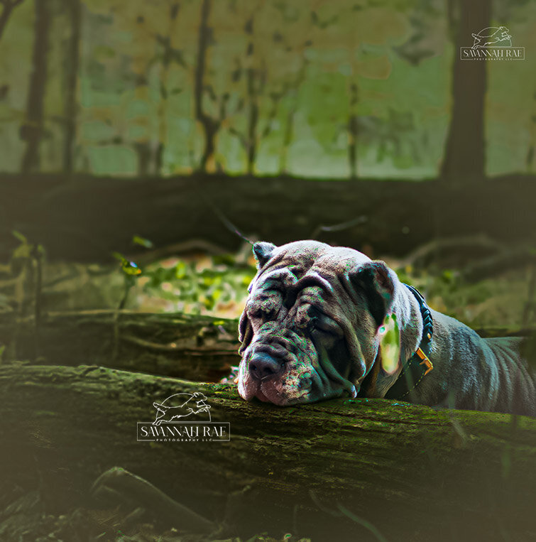 Ava Dawn to Dusk-2 SM