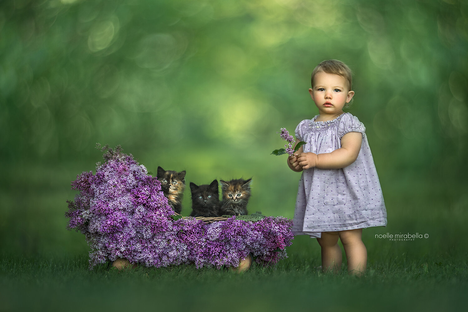 Baby in purple dotted Swiss dress with lilac covered stroller full of kittens.