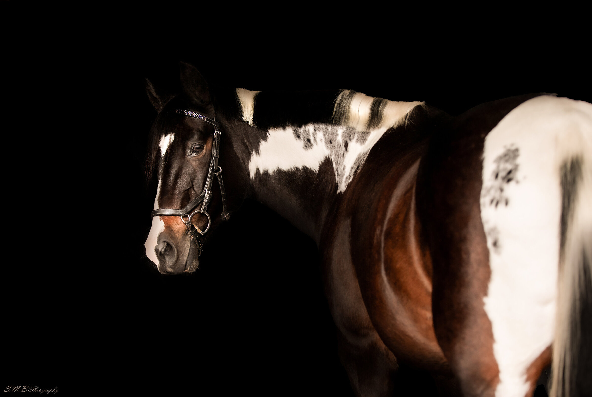 20241029-20241029-_MG_9970 copy