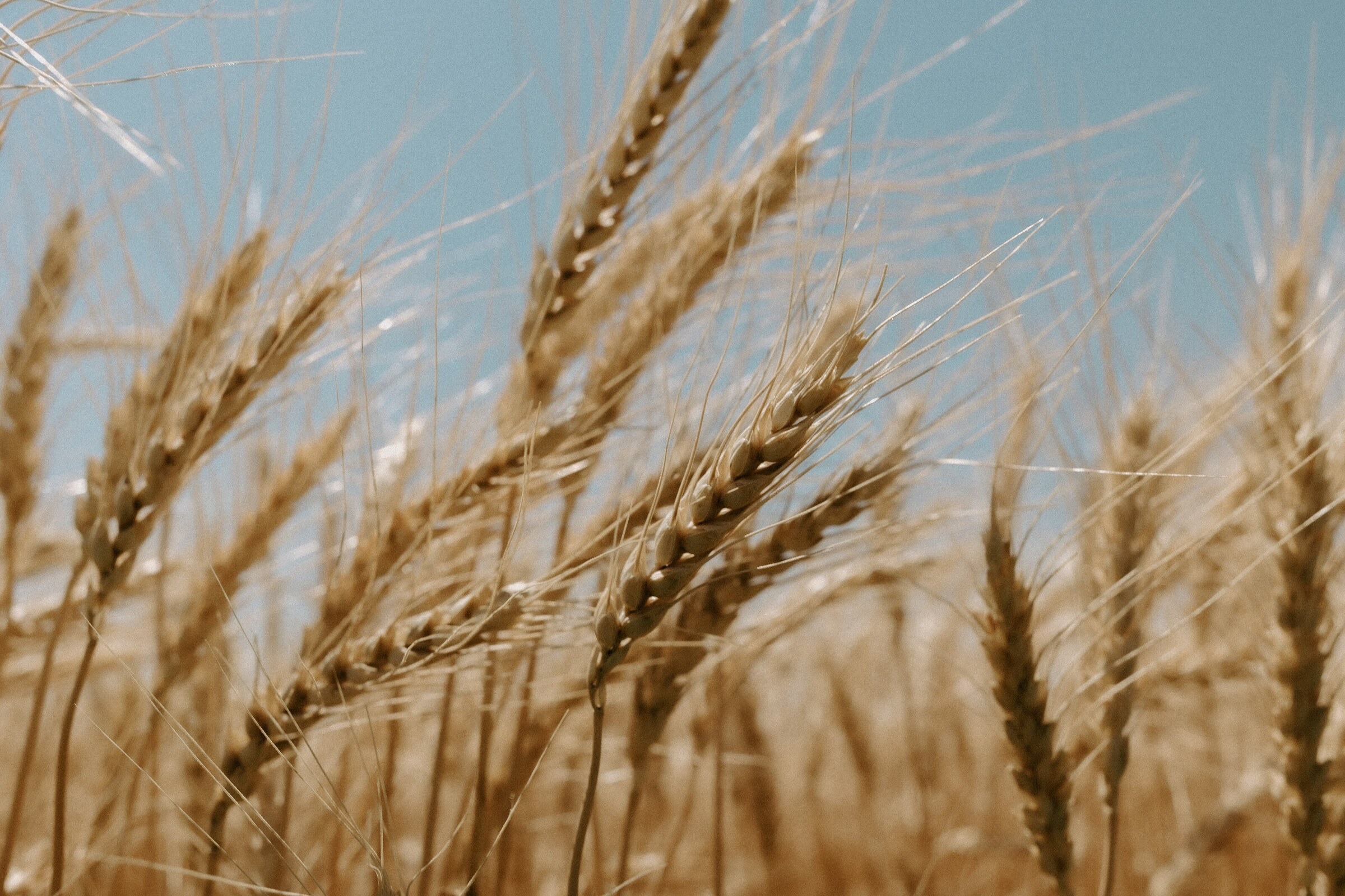 kansas-wheat-harvest