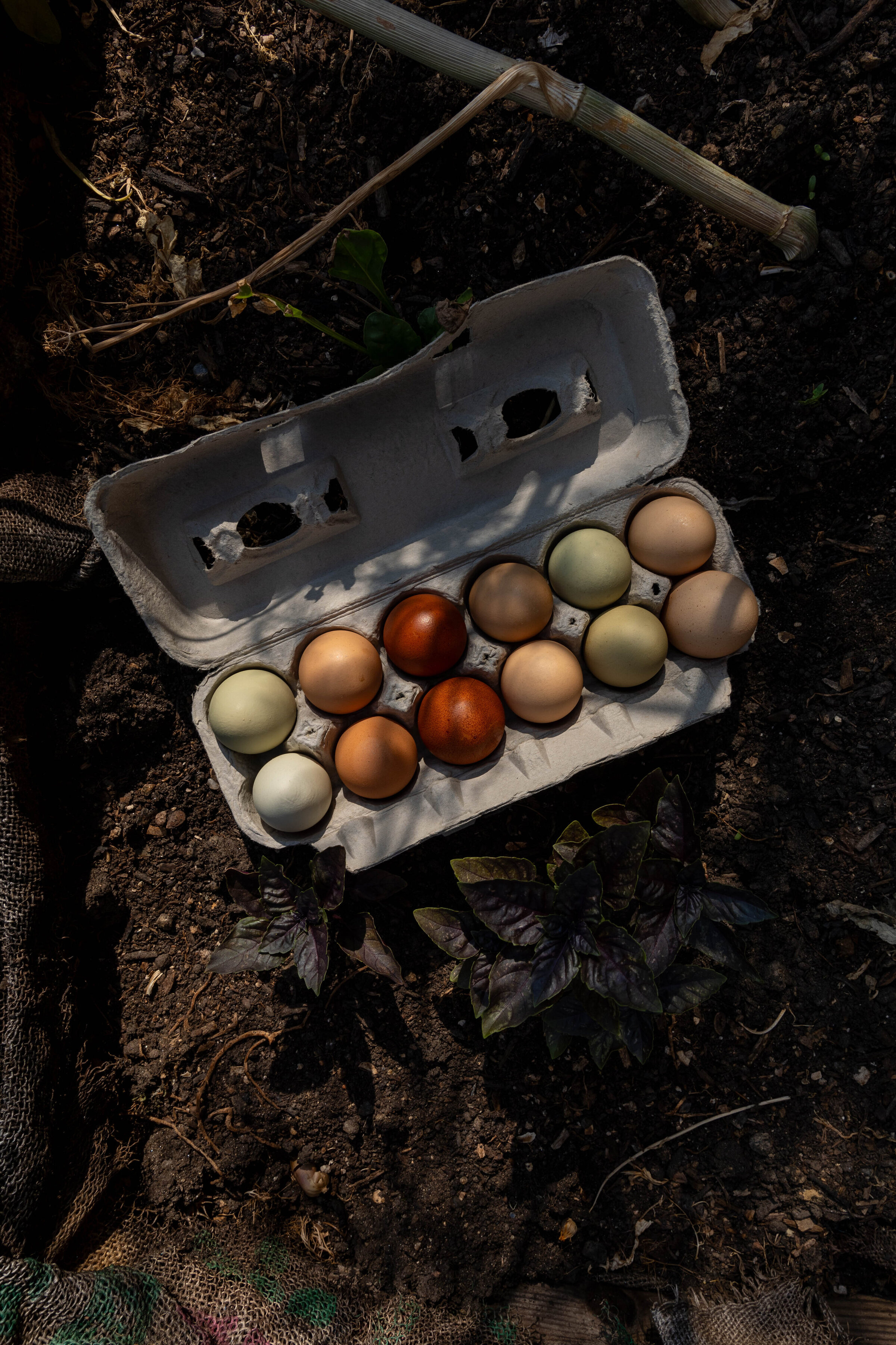 eggg!-4