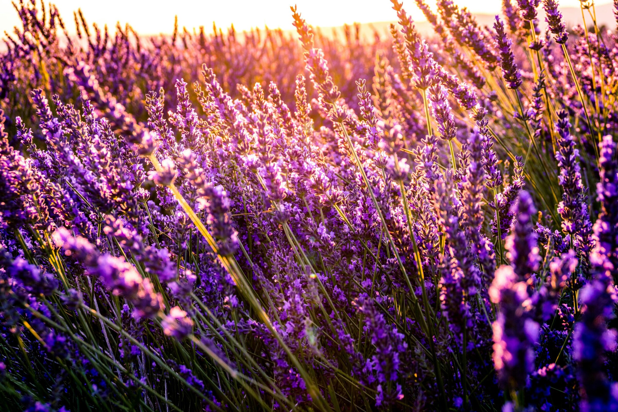 Image of a lavender field with the sun shining at golden hour.