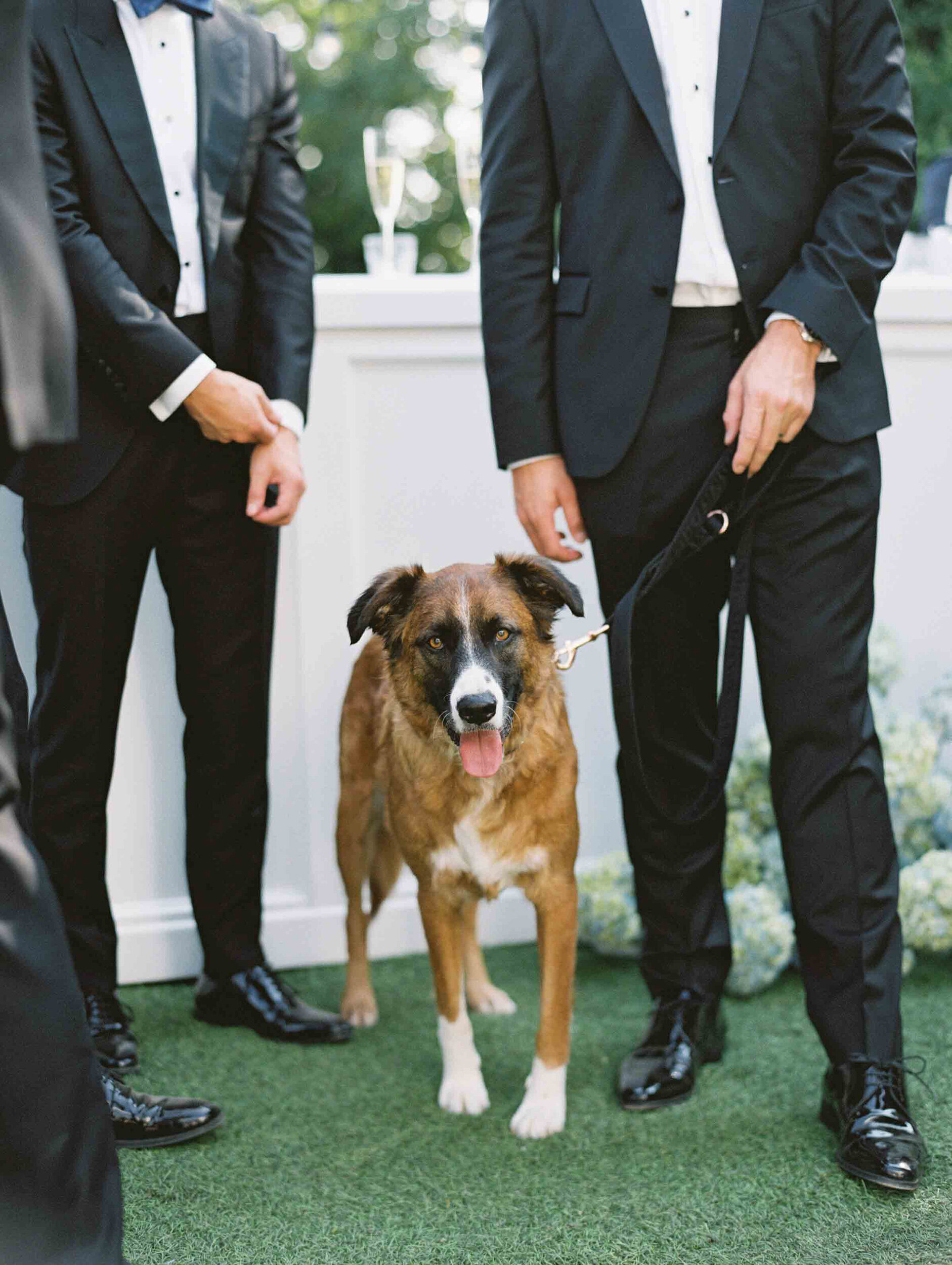 wedding-dog-seattle