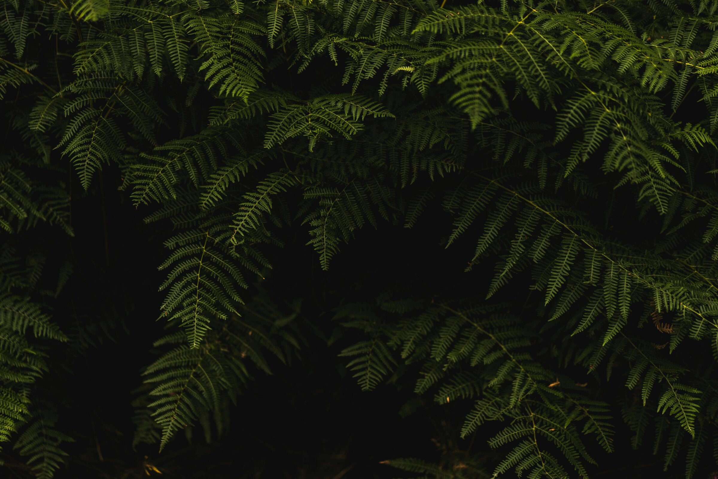 Image of branches of green leaves