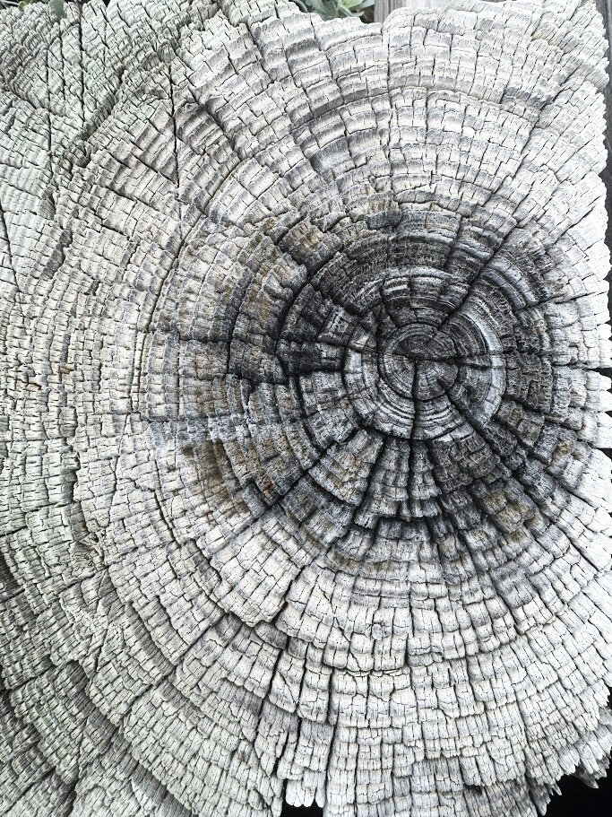 Wood texture