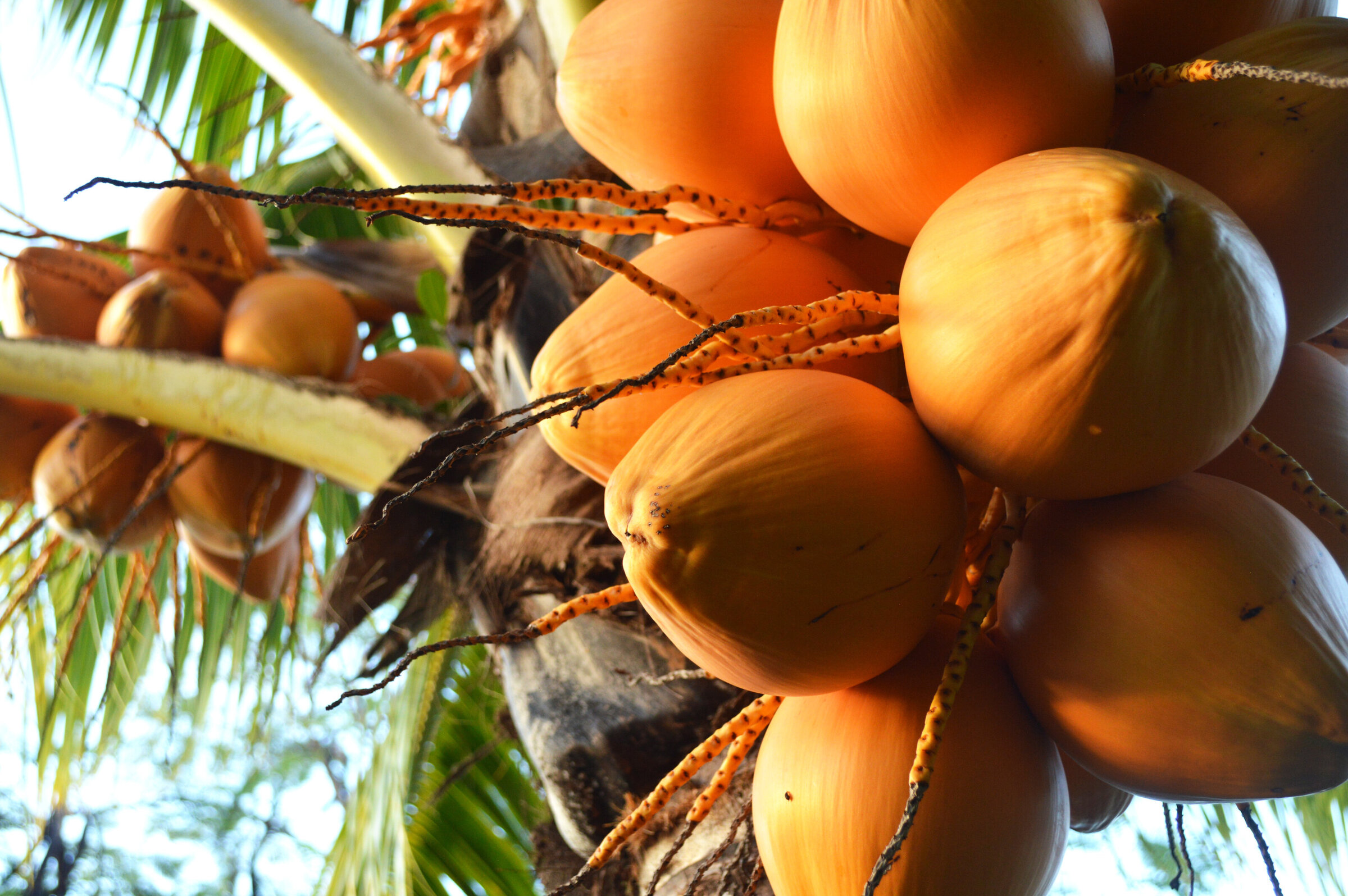 Orange Fruit