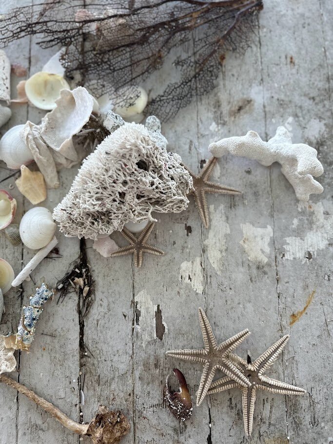 sea creatures