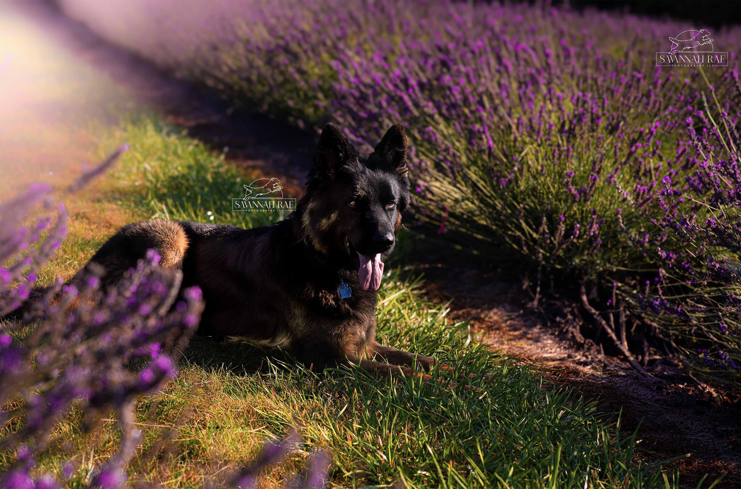 Lavender-12 SMLogo