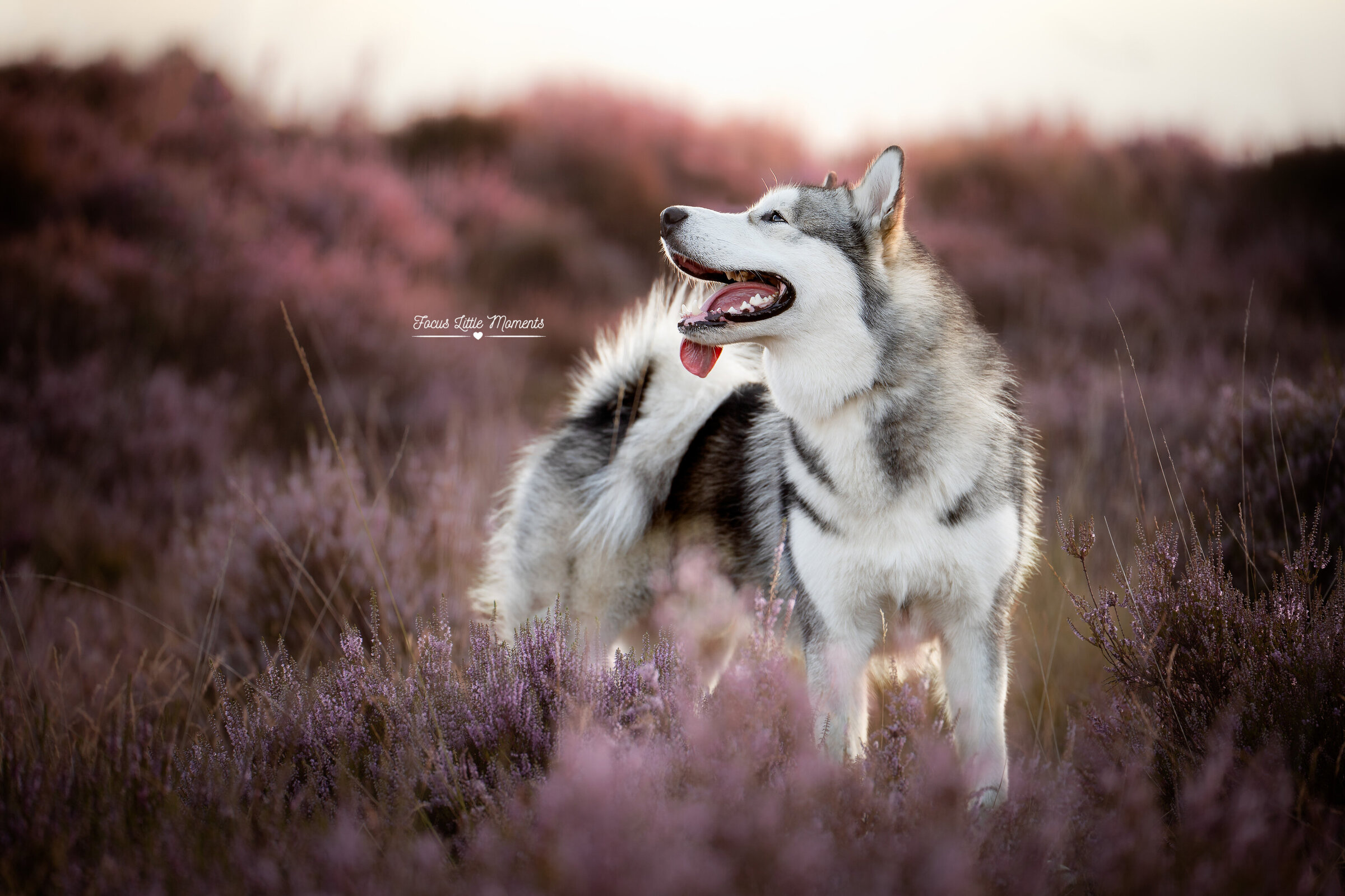 _DSC6860-bewerkt_web