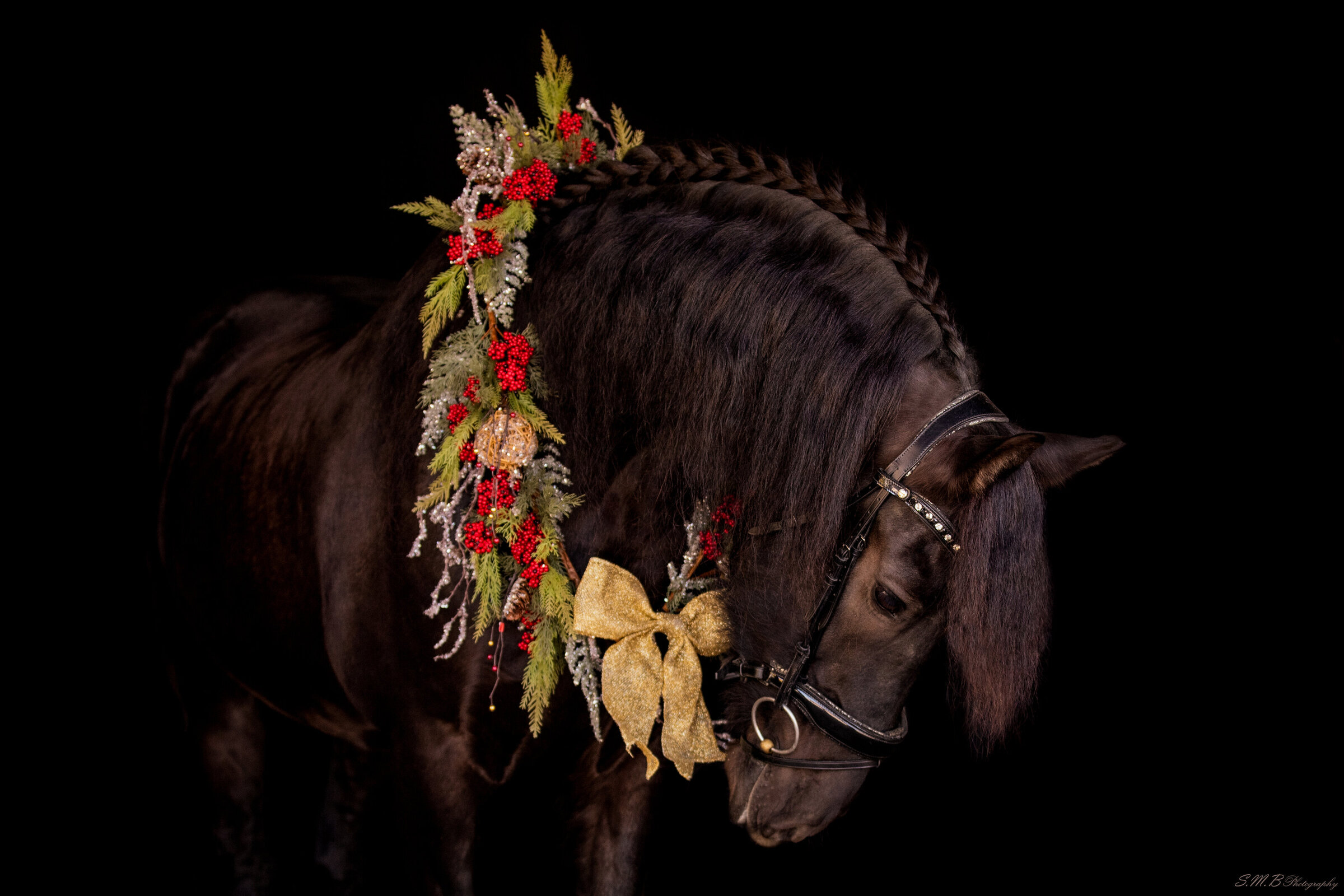 20241116-20241116-_MG_5089