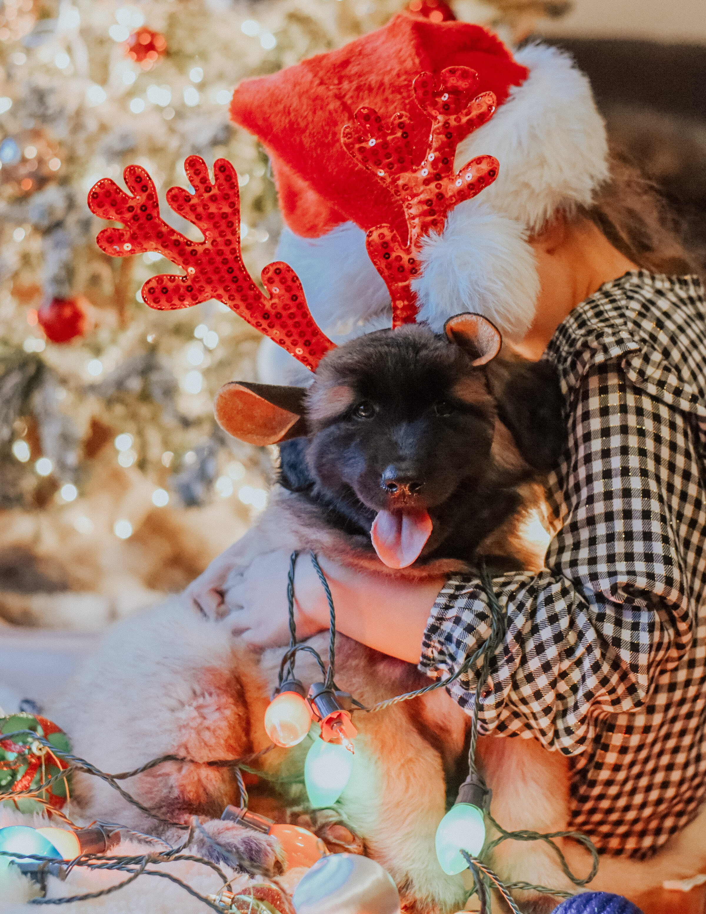 estrelamountaindogs.com Christmas Puppies-13