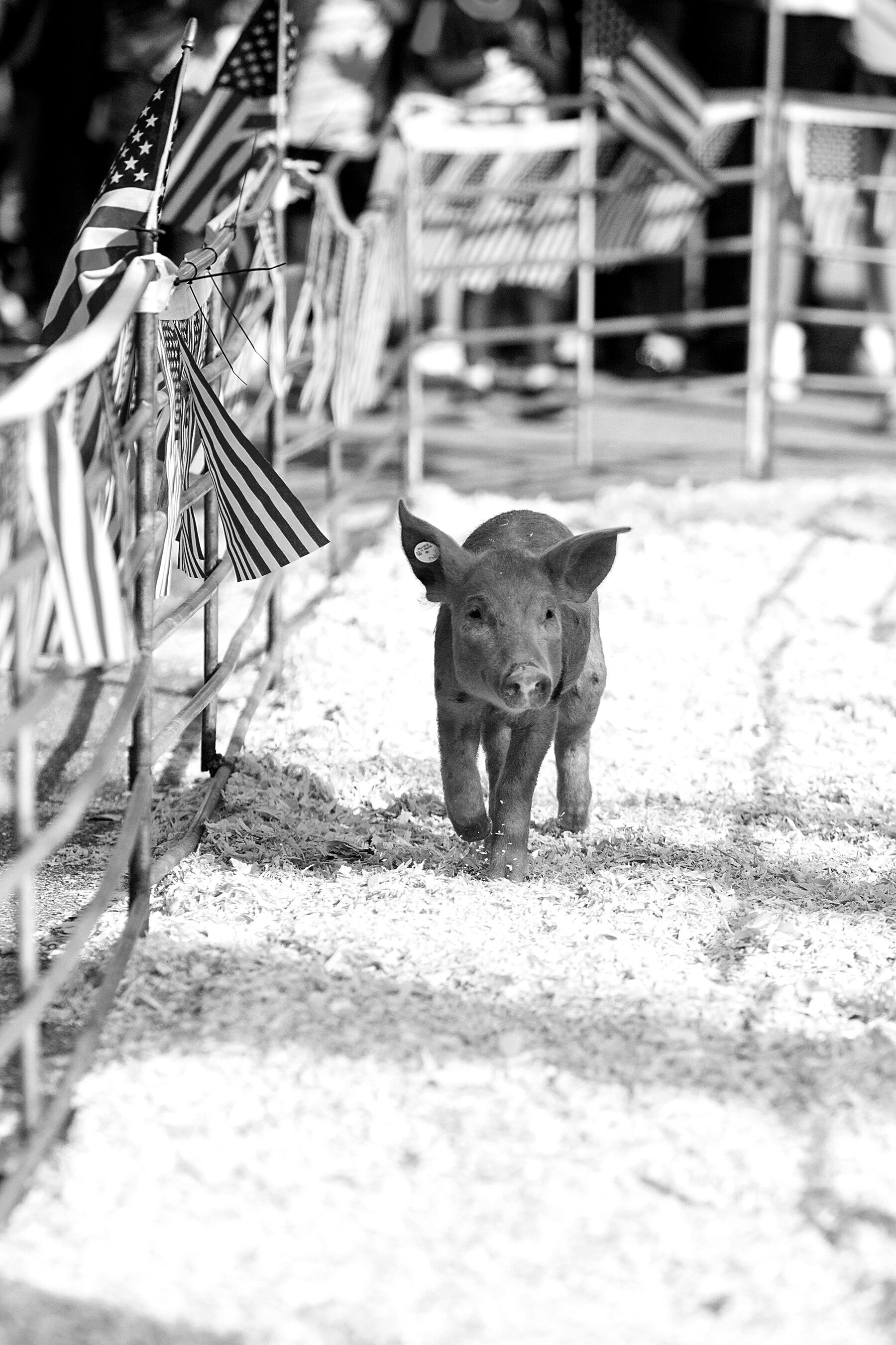 state-fair80