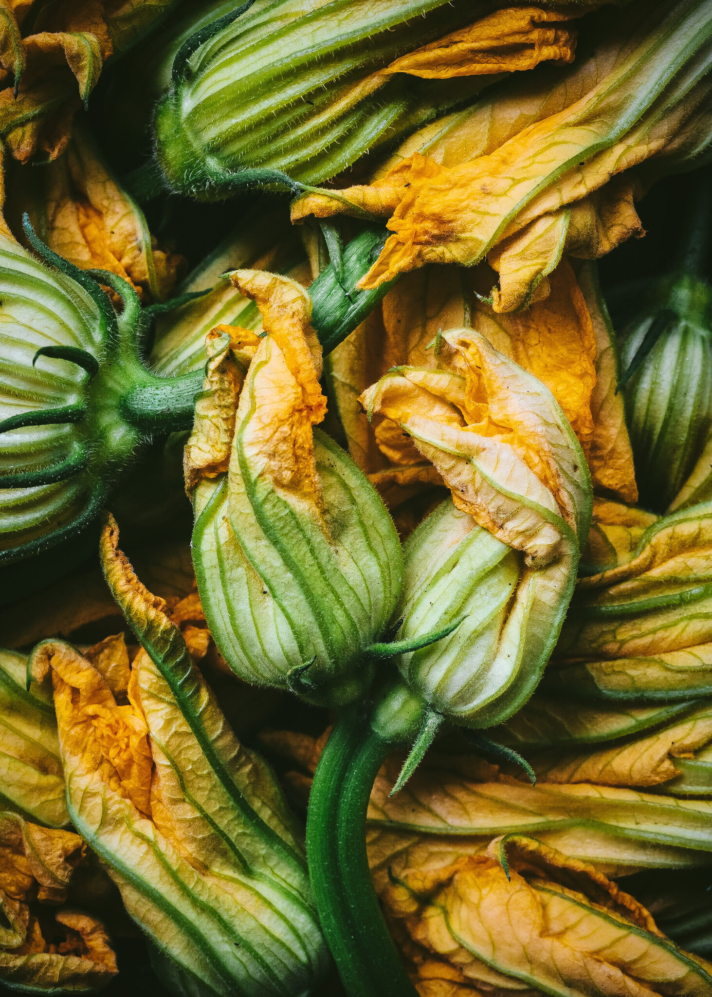 zucchini flowers
