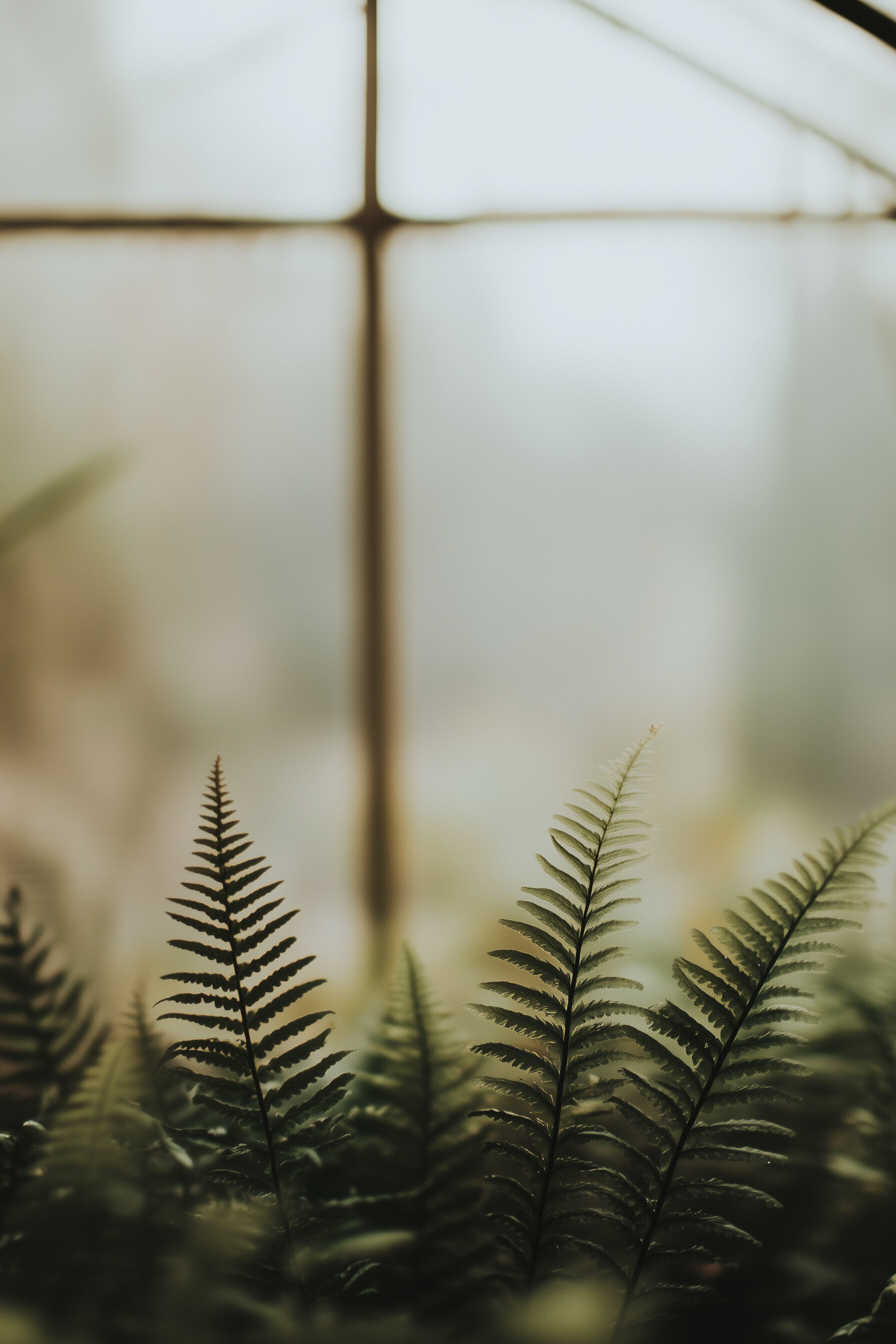 Green ferns in a greenhouse with moody lighting