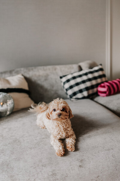 Styling Heroes Christmas shoot door Nienke van Denderen Fotografie-60