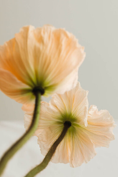kaboompics_minimalist-flower-backgrounds-floral-compositions-white-fabric-abstract-30319