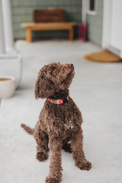 By Sofia Brown Marketing and Copywriting Freelancer for Small Businesses in Luxury Sales — Branding Photo 1