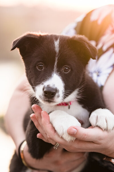 fallback shared on Invalid Date | Dog Photography Border Collie