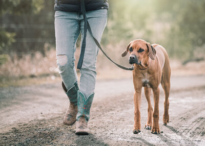 fallback shared on Invalid Date | Walking with rhodesian ridgeback