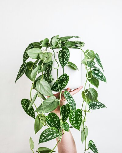feey-SVRKkENpalg-unsplash