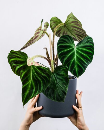 feey-IjVvZCY2qmU-unsplash