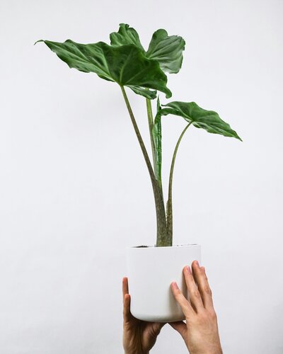 feey-g9wFm_6zxm4-unsplash