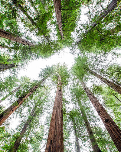 20-Degrees-Media-Image-Subscription-trees