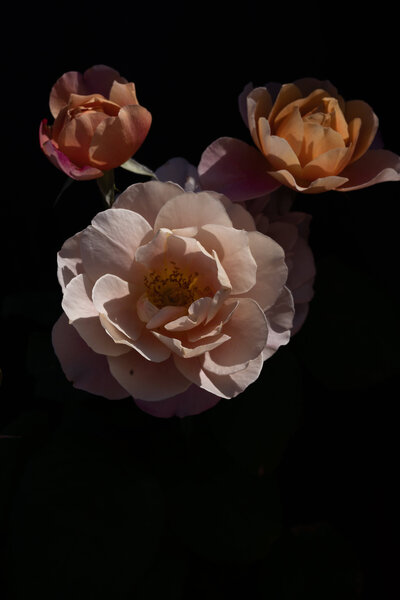 2022.Yellowstone_Roses-3