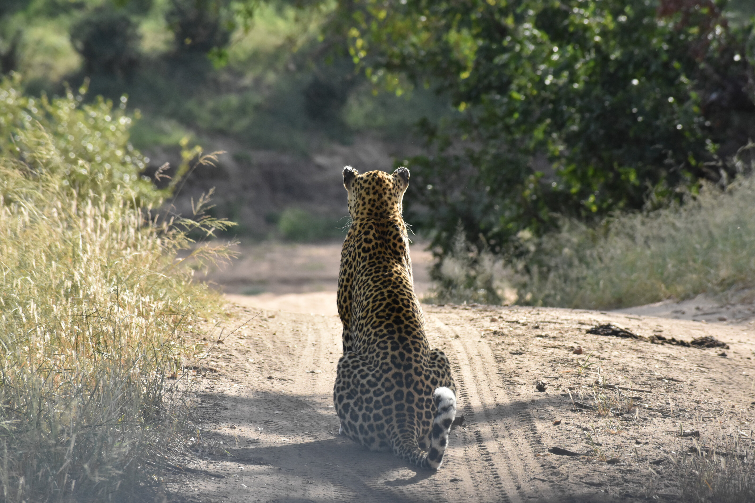 Leopard looking over the river and listening