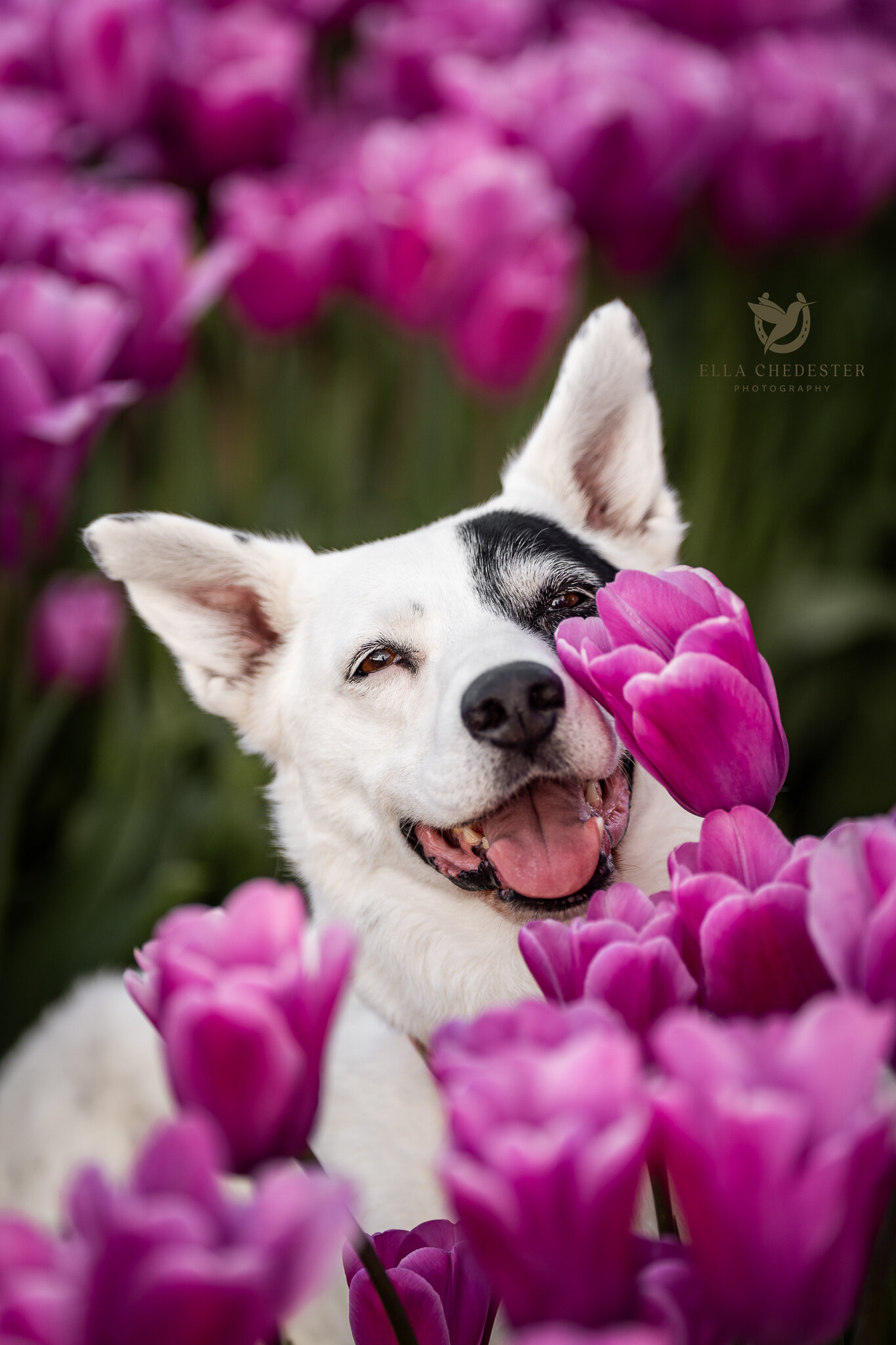 Spot & Milton at the Tulips (7) Signed