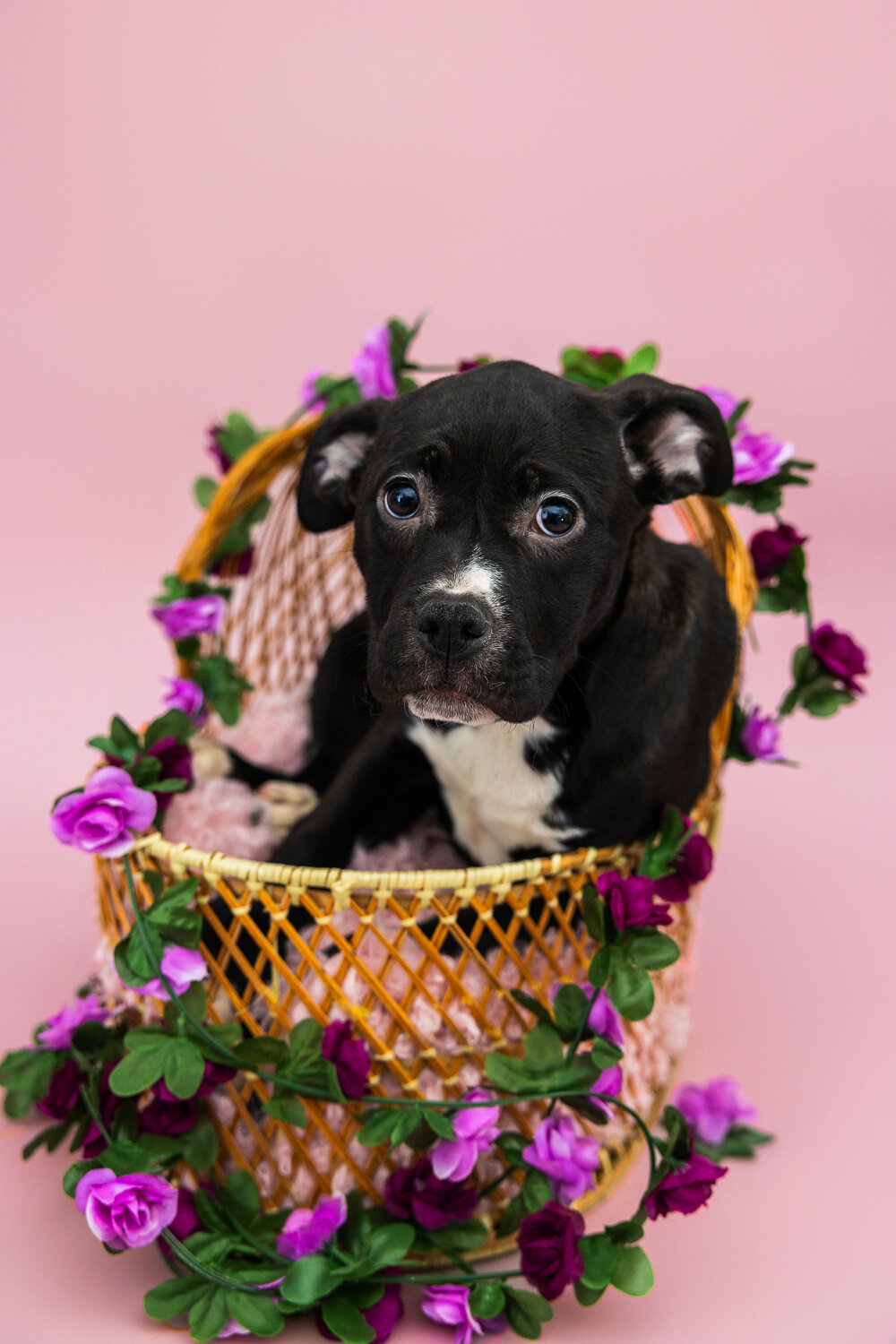 puppies-002_(2)