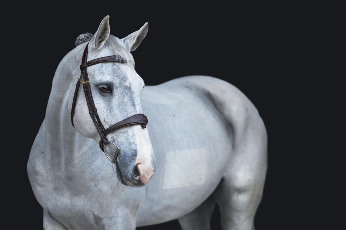 El-Paso-Texas-Fine-Art-Horse-Photographer-018