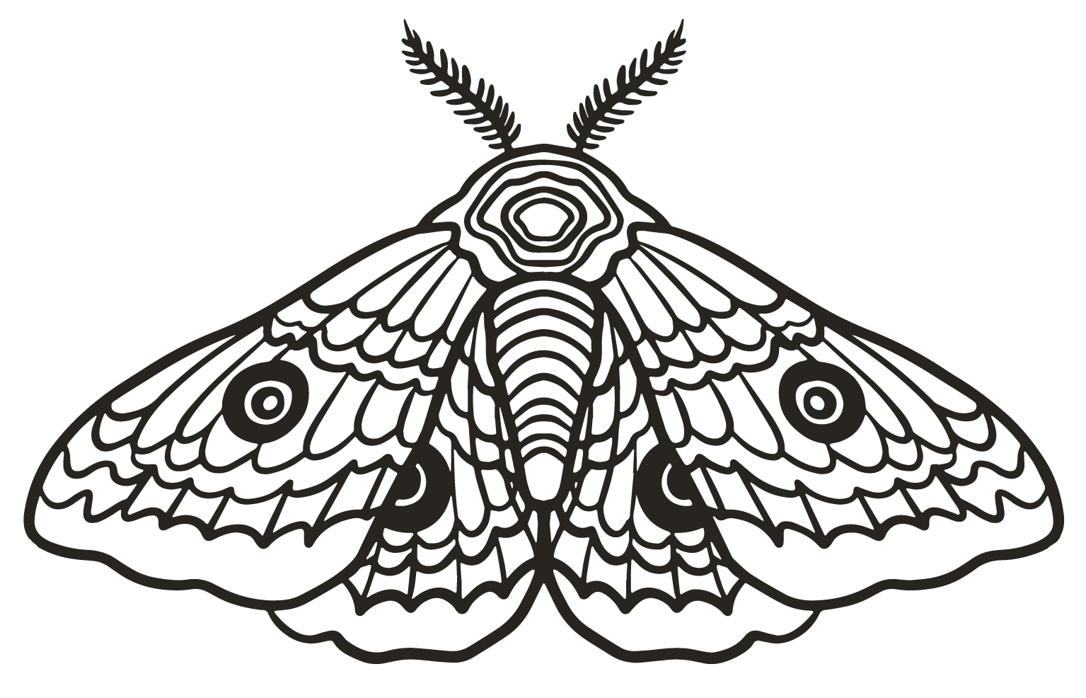 custom illustrations and logos for photographers 7