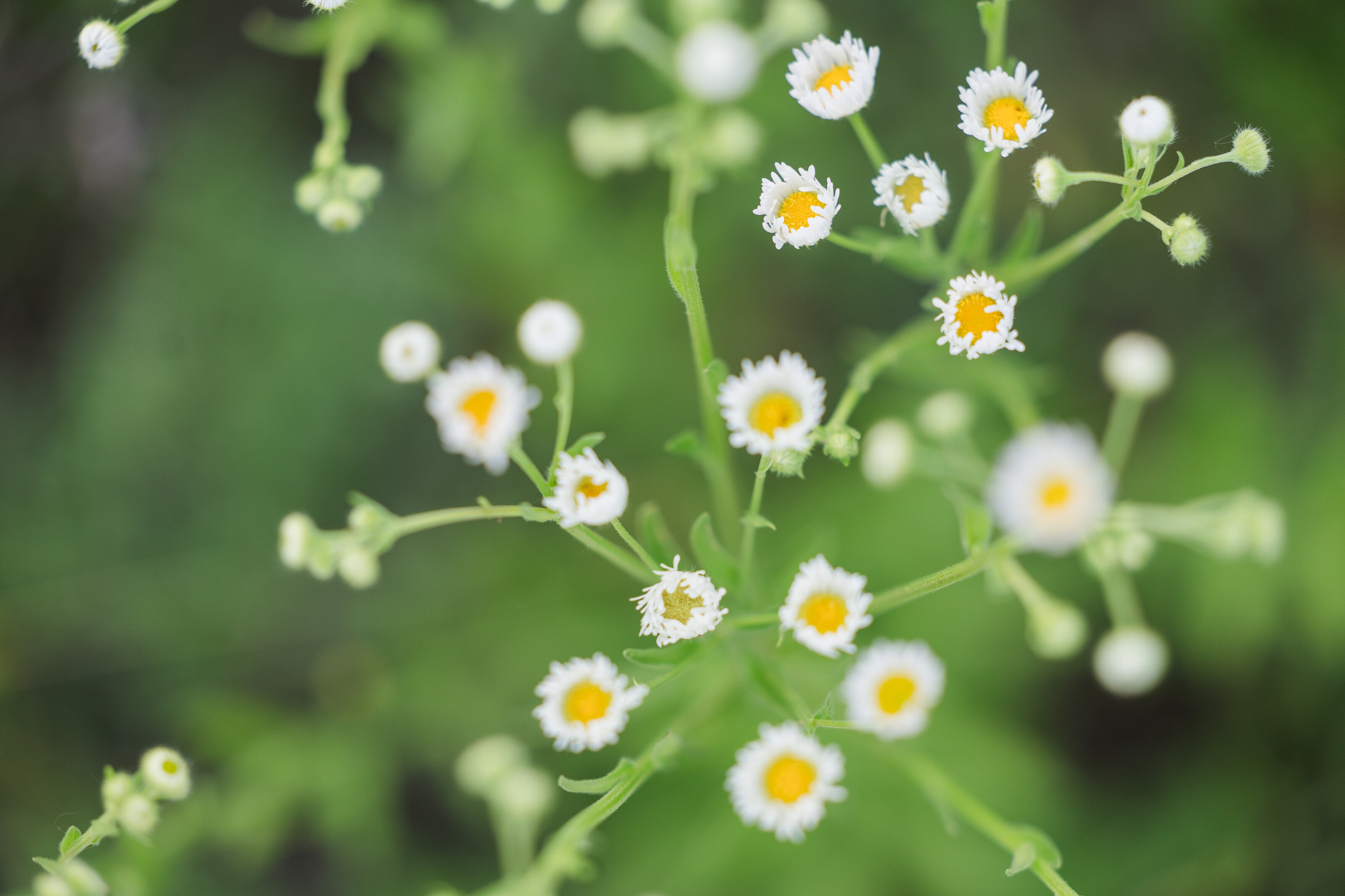 jeanizecilliersphotograph-fieldminis-7