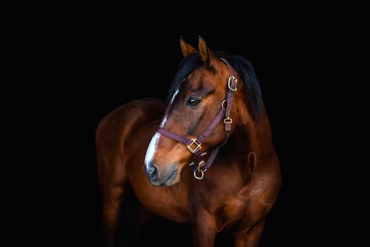 El-Paso-Texas-Fine-Art-Horse-Photographer-040