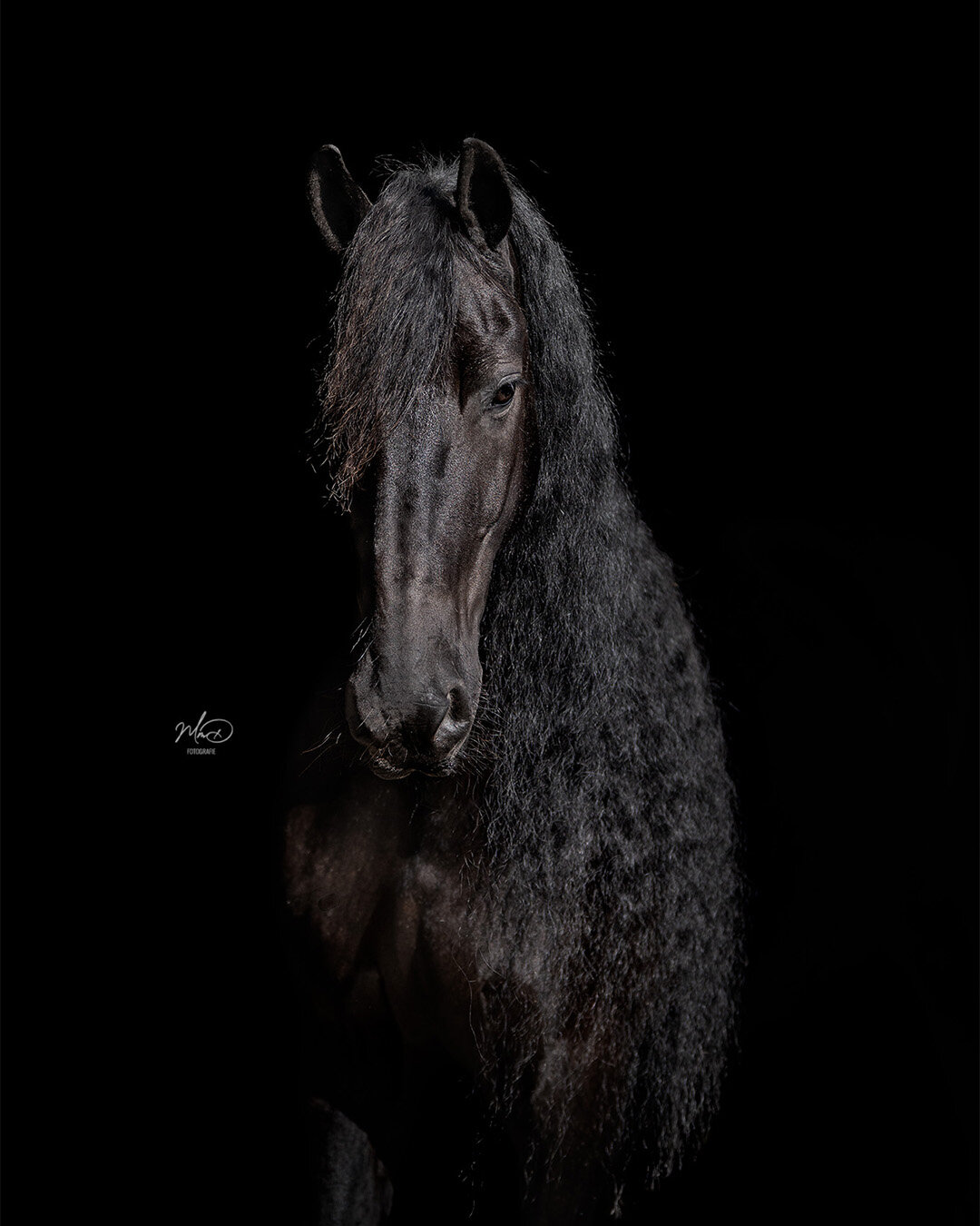 paardenfotograaf friesland (16)