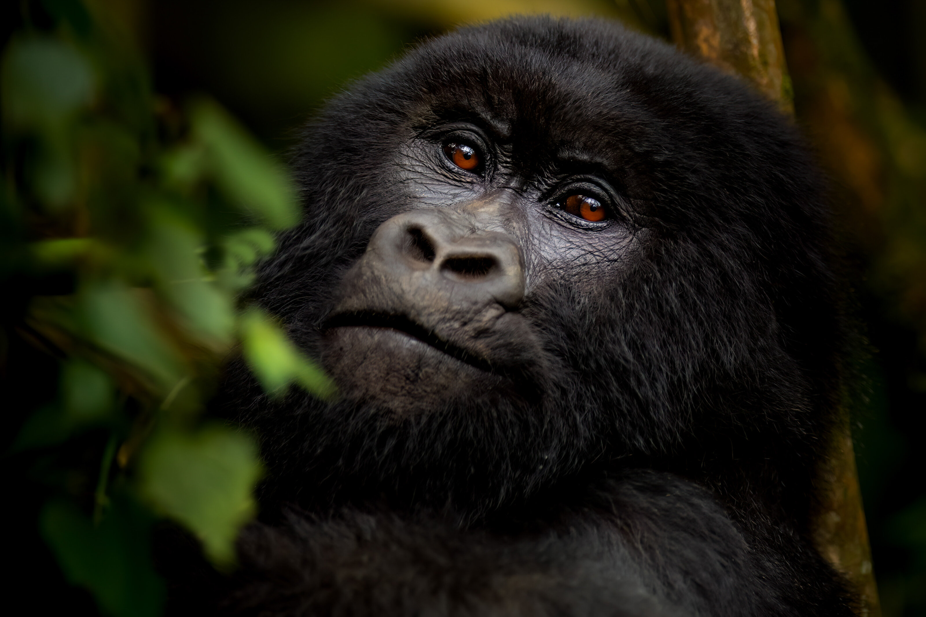 Singita Volcanoes National Park_Gorilla Sabyinyo_Ross Couper