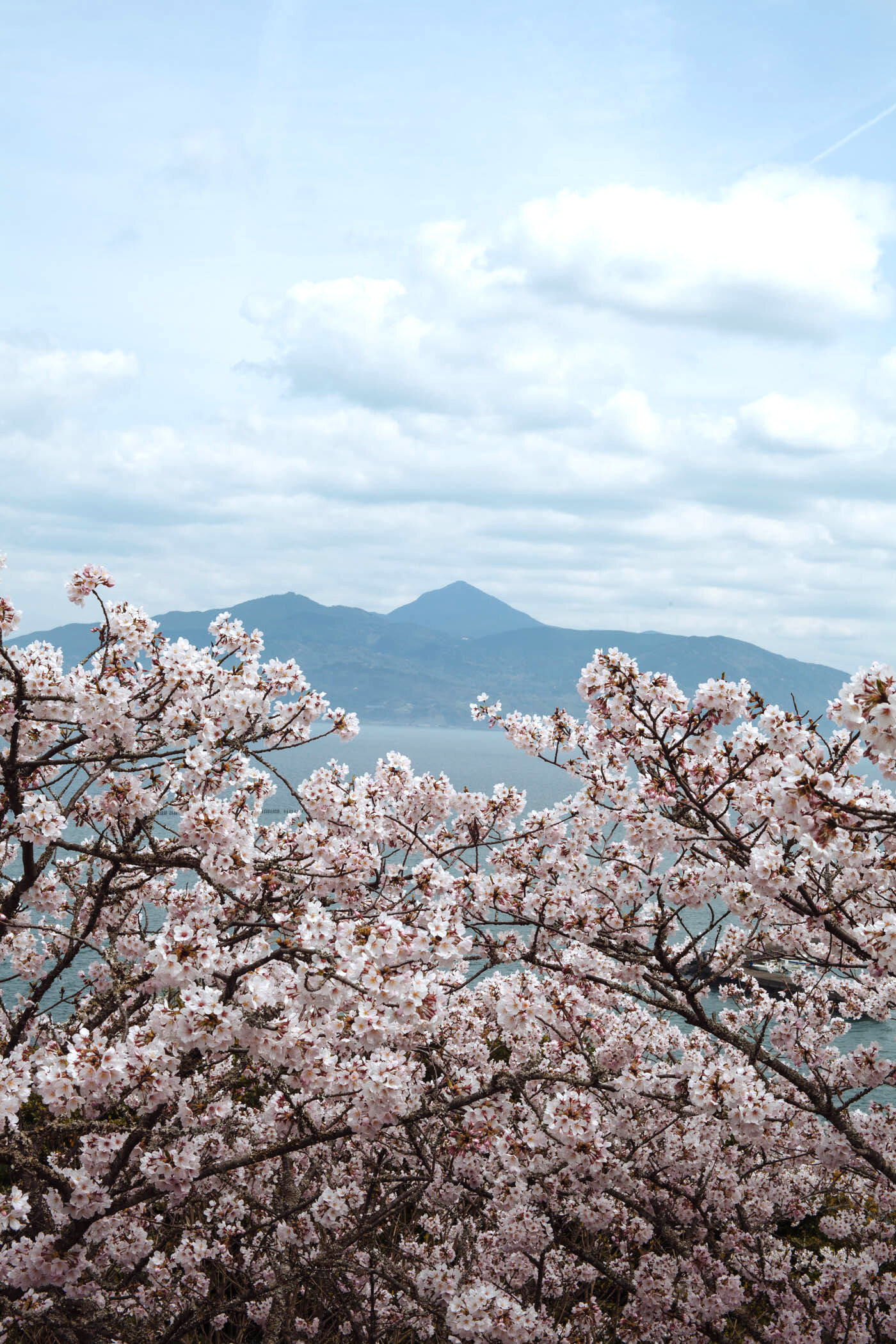 Sakura Castle-2