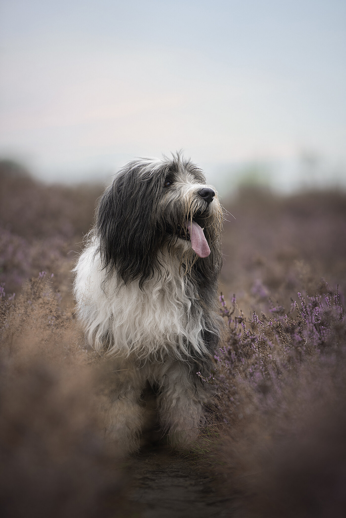 hondenfotograaf, natuurlijk licht, hondenfotografie, magiclight, tilburg, Noord Brabant, paarse hei, bearded collie